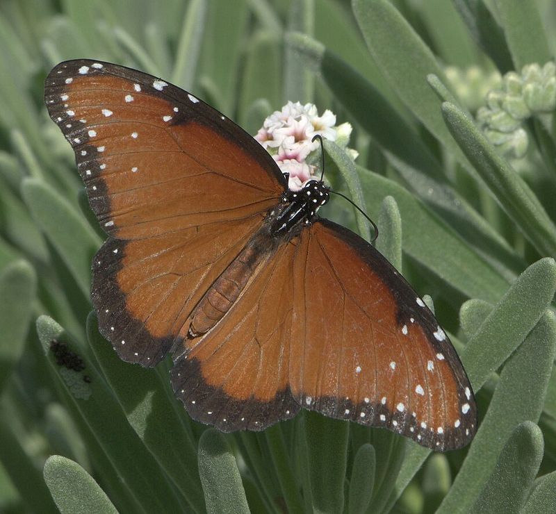 Its Flowers Give Adult Butterflies Nectar