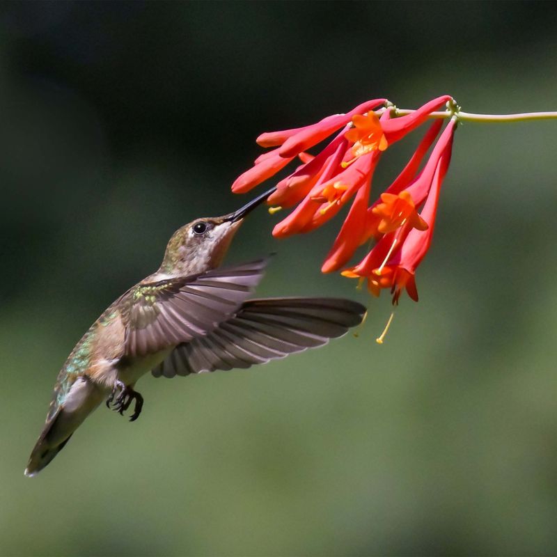 Its Flowers Supply Nectar From Spring Into Summer