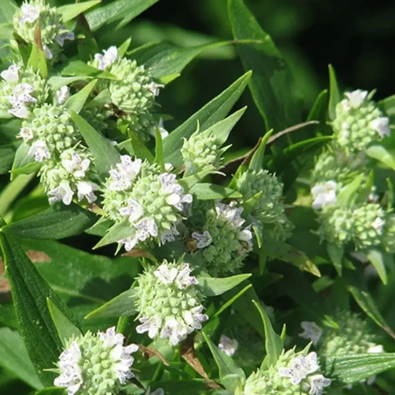 Its Fragrant Leaves Can Help Deter Mosquitoes