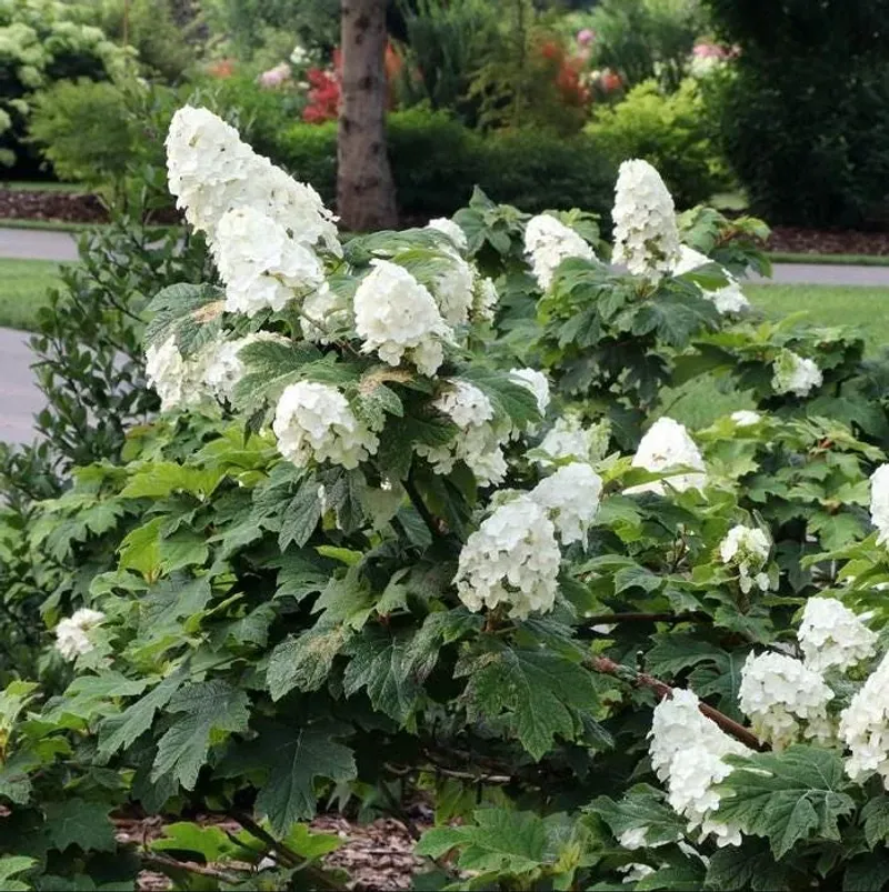Its Leaves Look Interesting Even Without Blooms