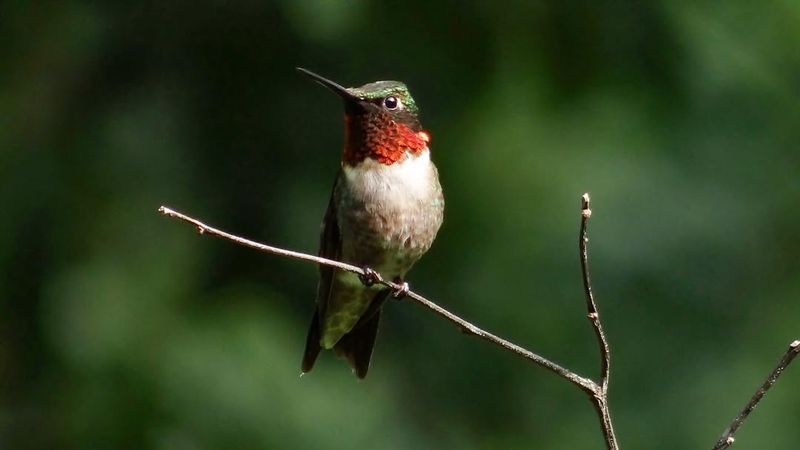 It's Likely A Trapline, Not A Random Bird It's Likely A Trapline, Not A Random Bird
