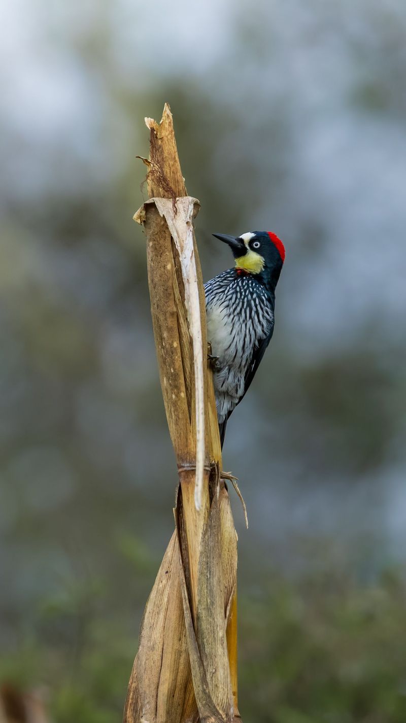 It's Likely An Acorn Woodpecker Storing Its Winter Food