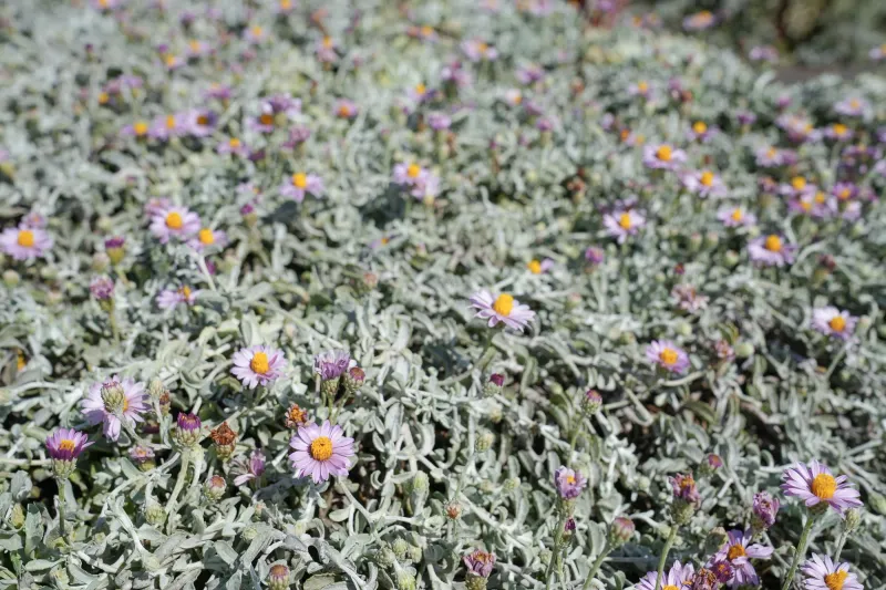 Its Low Mat Shades Soil Better Than Gravel Its Low Mat Shades Soil Better Than Gravel