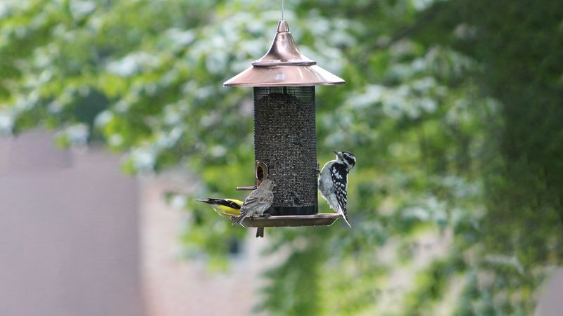 It's Peak Breeding Season, Not Just Peak Heat It's Peak Breeding Season, Not Just Peak Heat