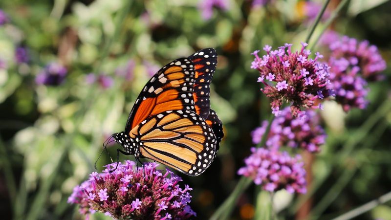 Its Pollinator Value Works Best In A Diverse Bed Its Pollinator Value Works Best In A Diverse Bed