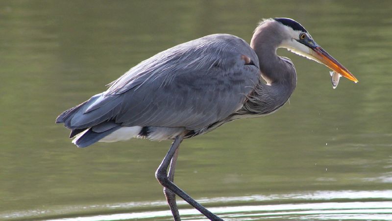Its Presence Can Indicate A Healthy Local Ecosystem Its Presence Can Indicate A Healthy Local Ecosystem