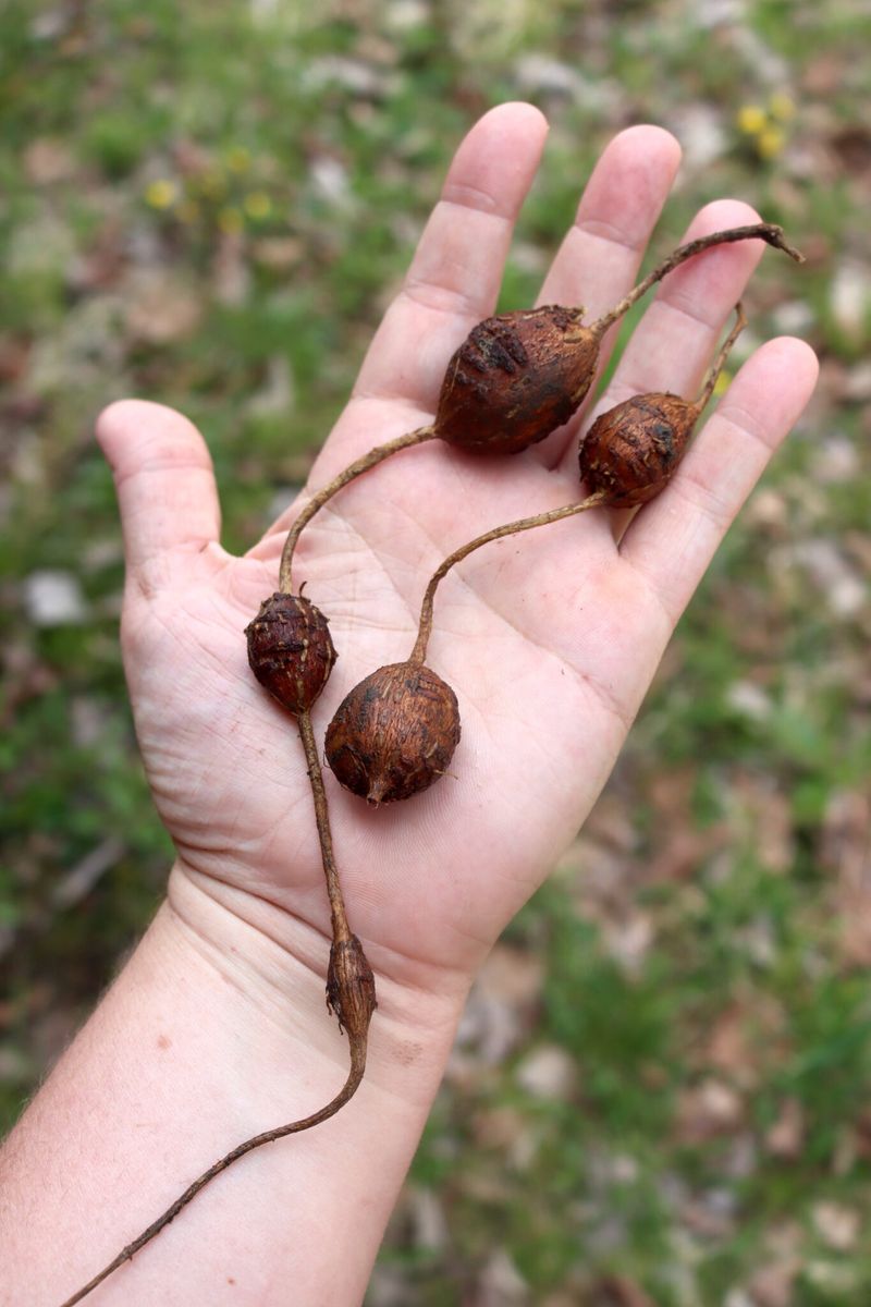 Its Roots Grow Food While The Plant Supports Soil Its Roots Grow Food While The Plant Supports Soil
