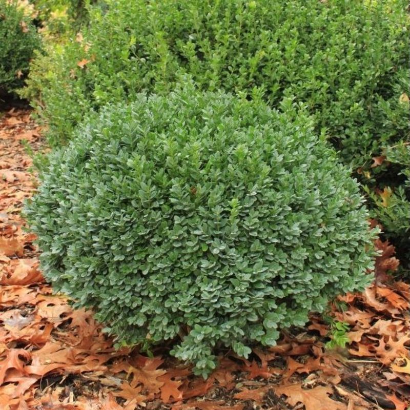 Its Rounded Form Can Reduce Frequent Shaping Its Rounded Form Can Reduce Frequent Shaping