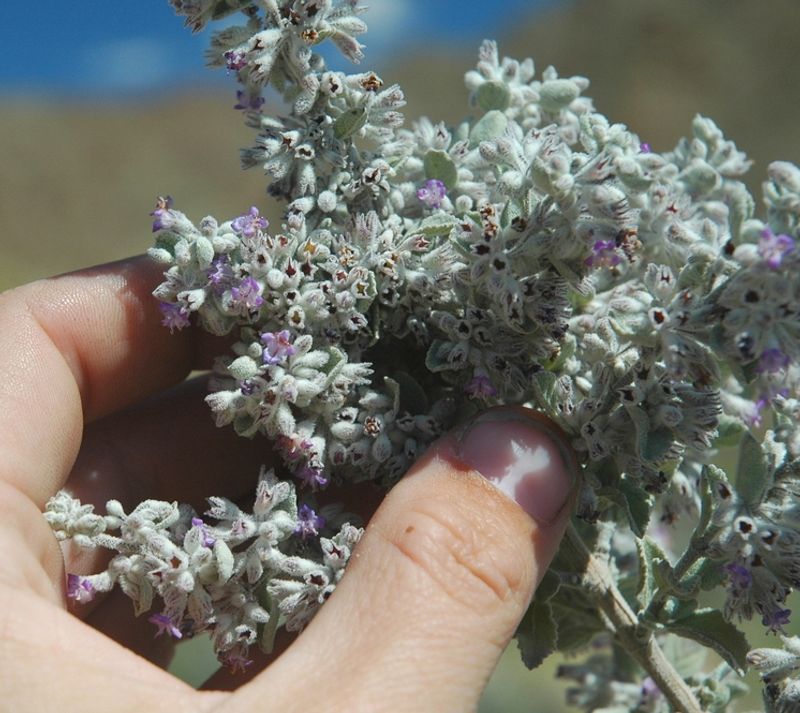 Its Silvery Foliage Stays Attractive Year Round Its Silvery Foliage Stays Attractive Year Round