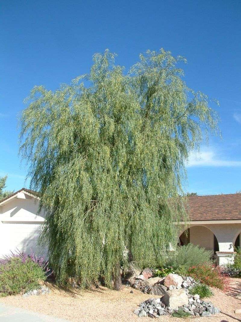 Its Slim Shape Fits Smaller Yards Well