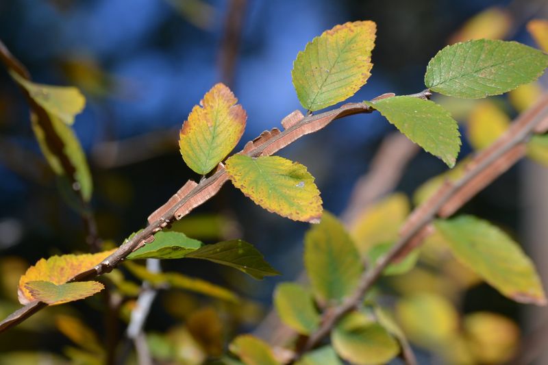 Its Small Leaves Create Less Bulky Debris Than Many Shade Trees