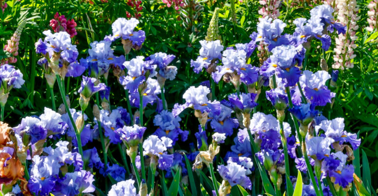 Your Bearded Iris Needs Dividing This Summer In Colorado, And Here’s Why