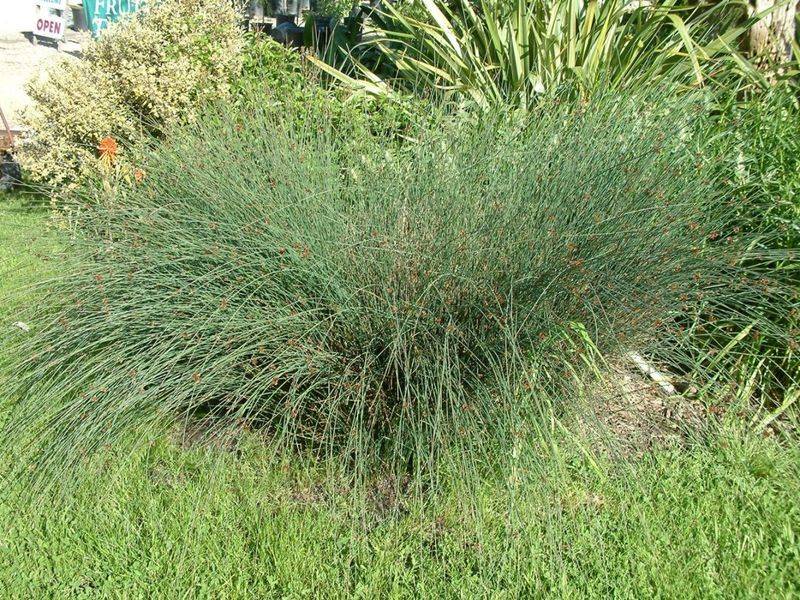 Its Upright Stems Help Pond Edges Feel Alive
