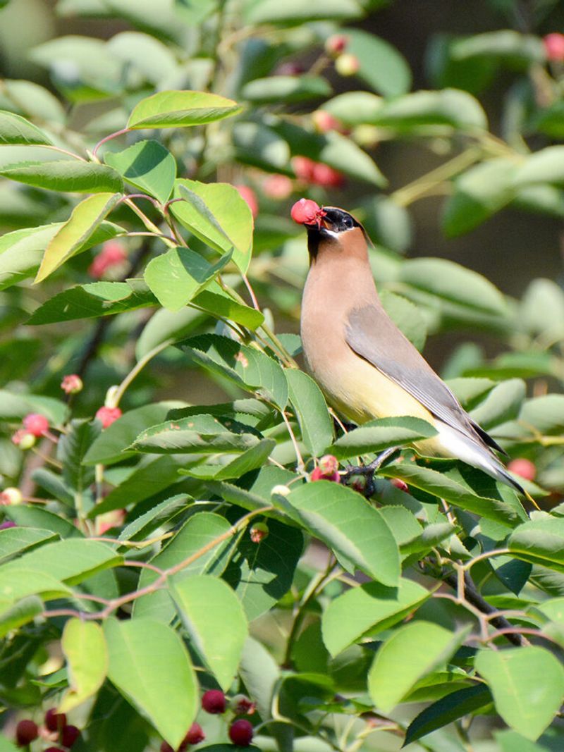 Its Wildlife Benefits Arrive in Seasonal Waves