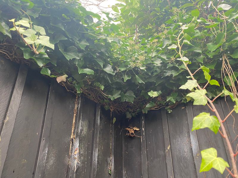 Ivy Damage Is Not Always Simple