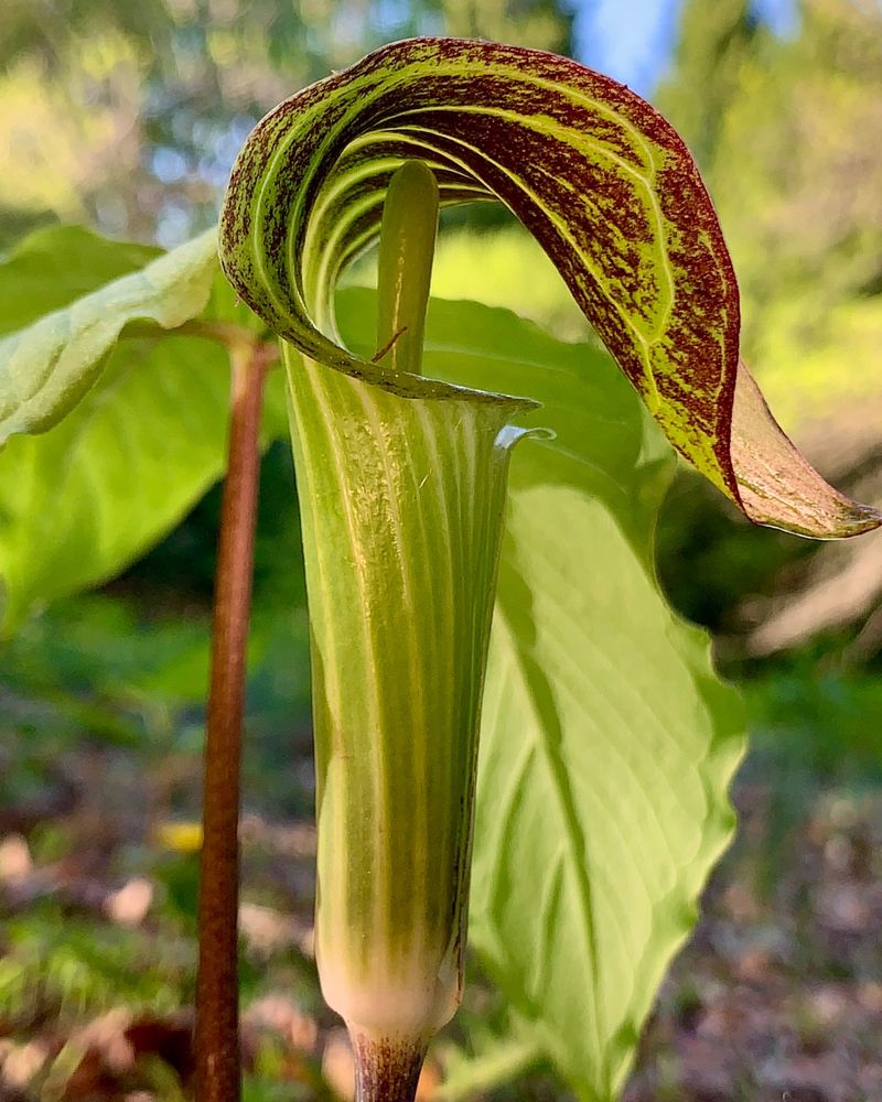 Jack In The Pulpit