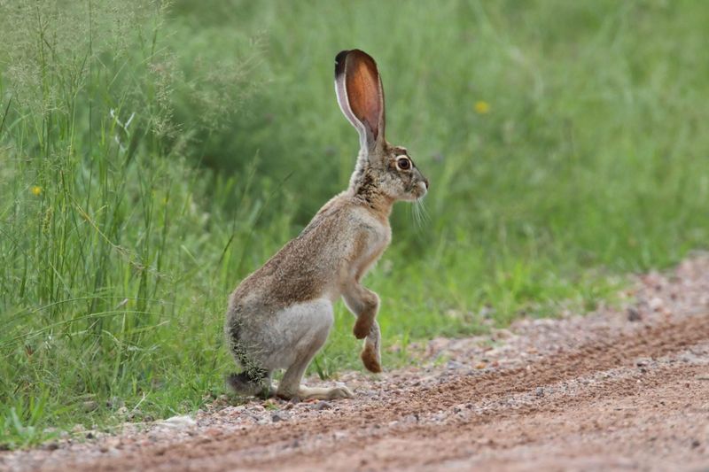 Jackrabbit Tracks In Soft Soil