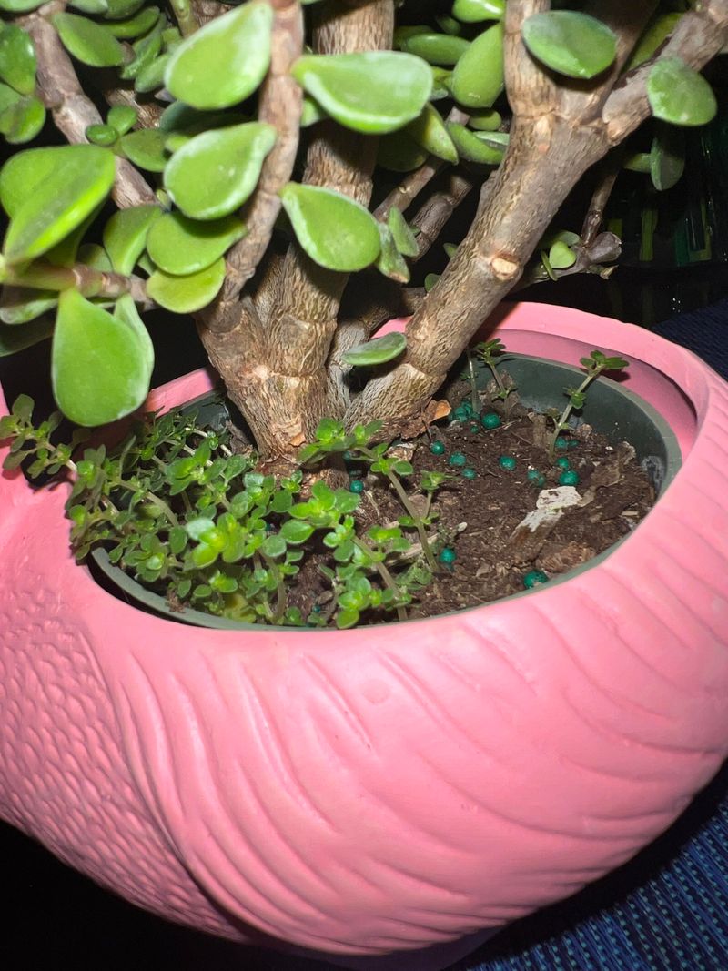 Jade Plant Stays Better Slightly Tight Jade Plant Stays Better Slightly Tight