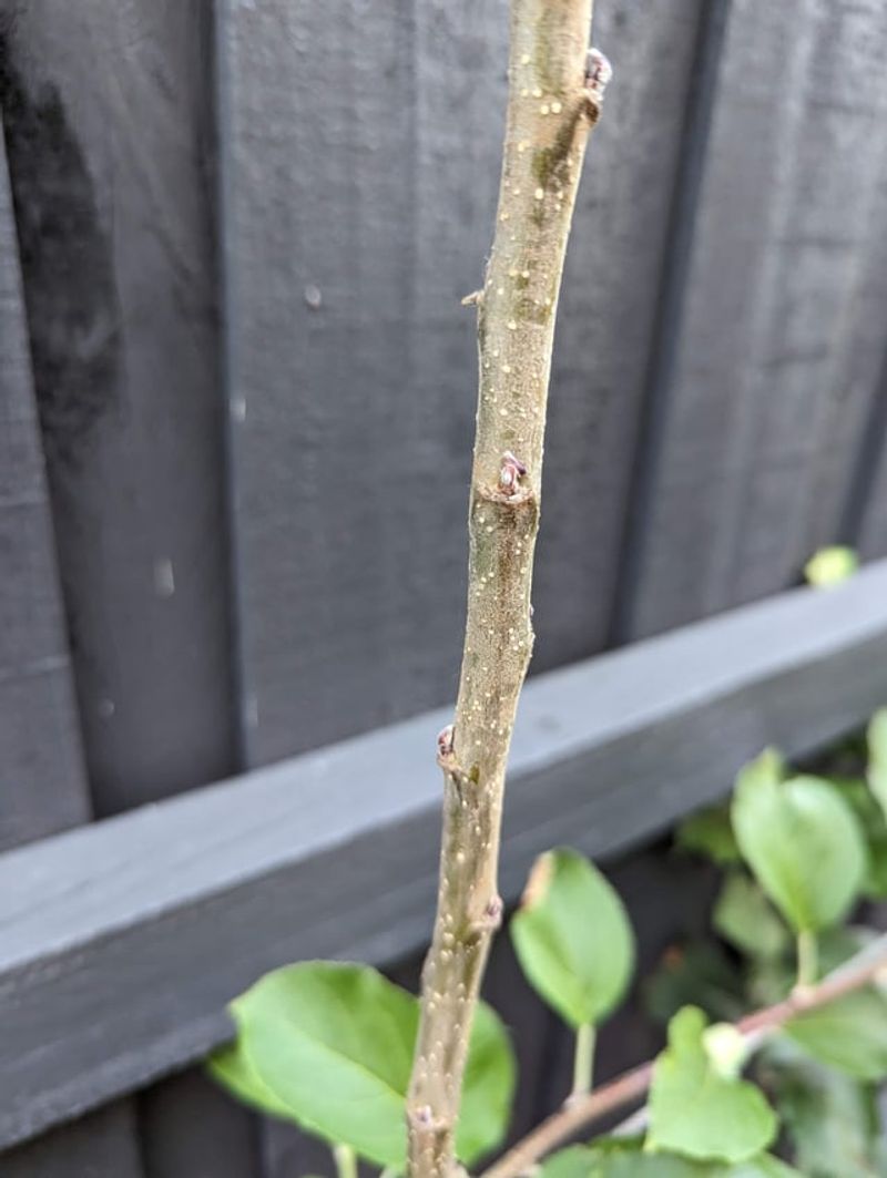 January: Inspect Dormant Trees January: Inspect Dormant Trees