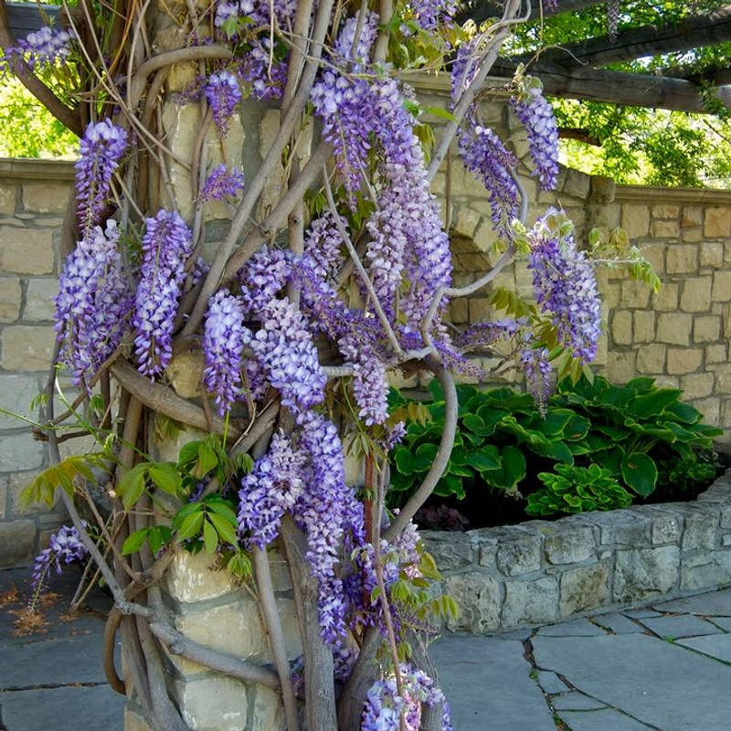 Japanese And Chinese Wisteria Japanese And Chinese Wisteria