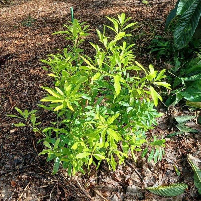 Japanese Barberry Can Alter Soil Conditions Japanese Barberry Can Alter Soil Conditions