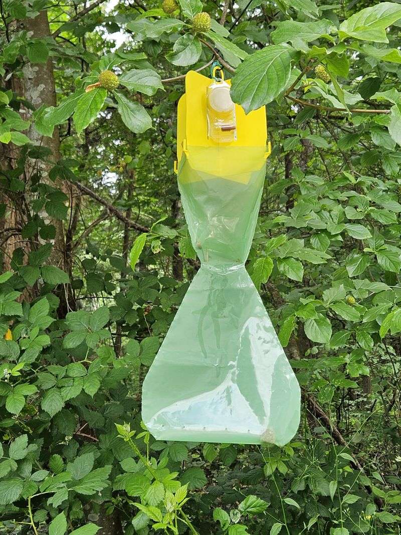 Japanese Beetle Traps Are Kept Away From Roses Japanese Beetle Traps Are Kept Away From Roses