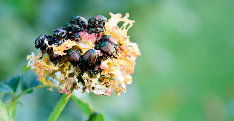 beetles on rose