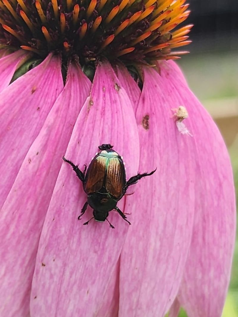Japanese Beetles May Be Feeding On The Blooms