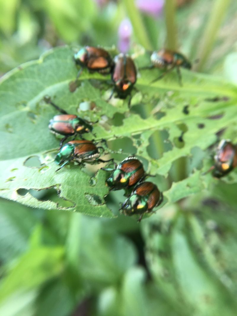 Japanese Beetles Rough Up Fresh Blooms Japanese Beetles Rough Up Fresh Blooms