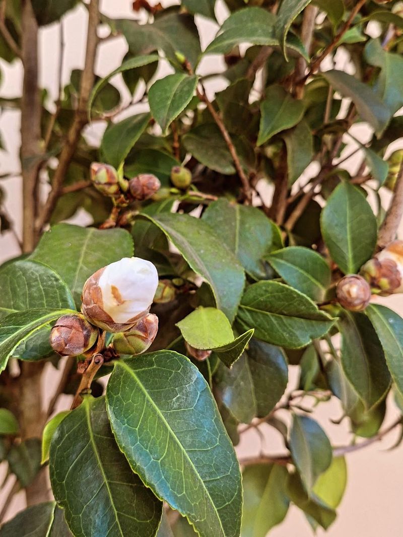 Japanese Camellias Also Need August Moisture