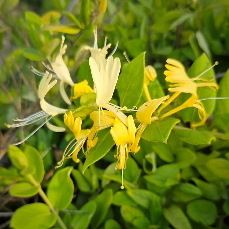 Japanese Honeysuckle Is Invasive In North Carolina