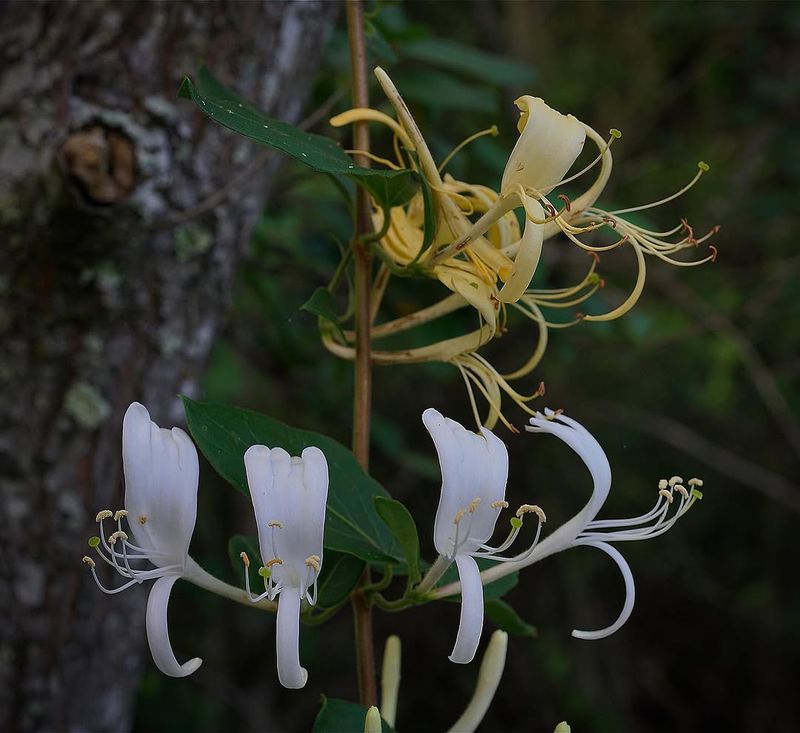 Japanese Honeysuckle