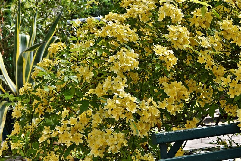 Japanese Kerria