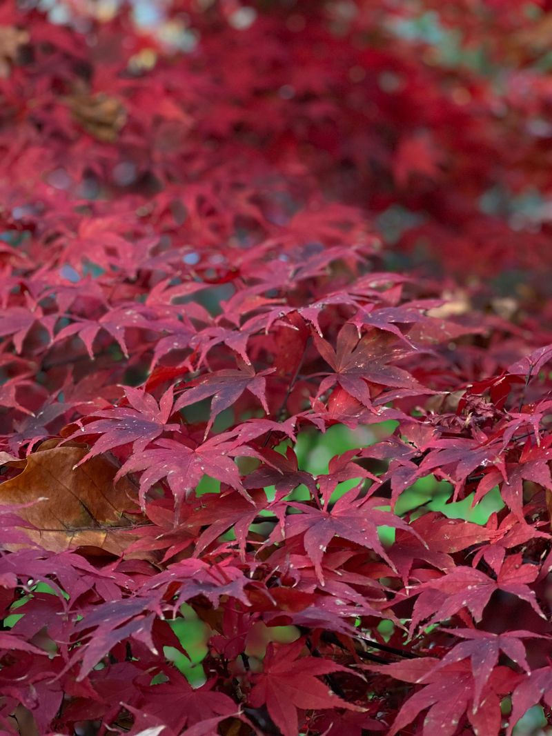 Japanese Maple