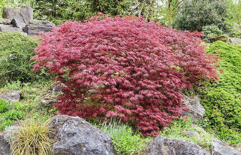 Japanese Maple Japanese Maple