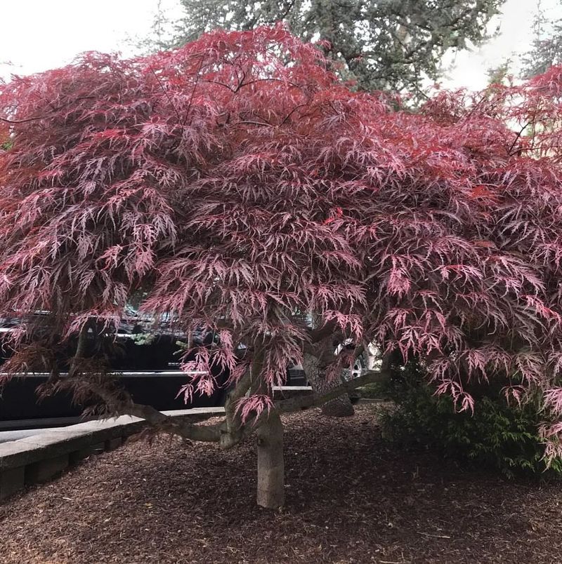 Japanese Maple Japanese Maple
