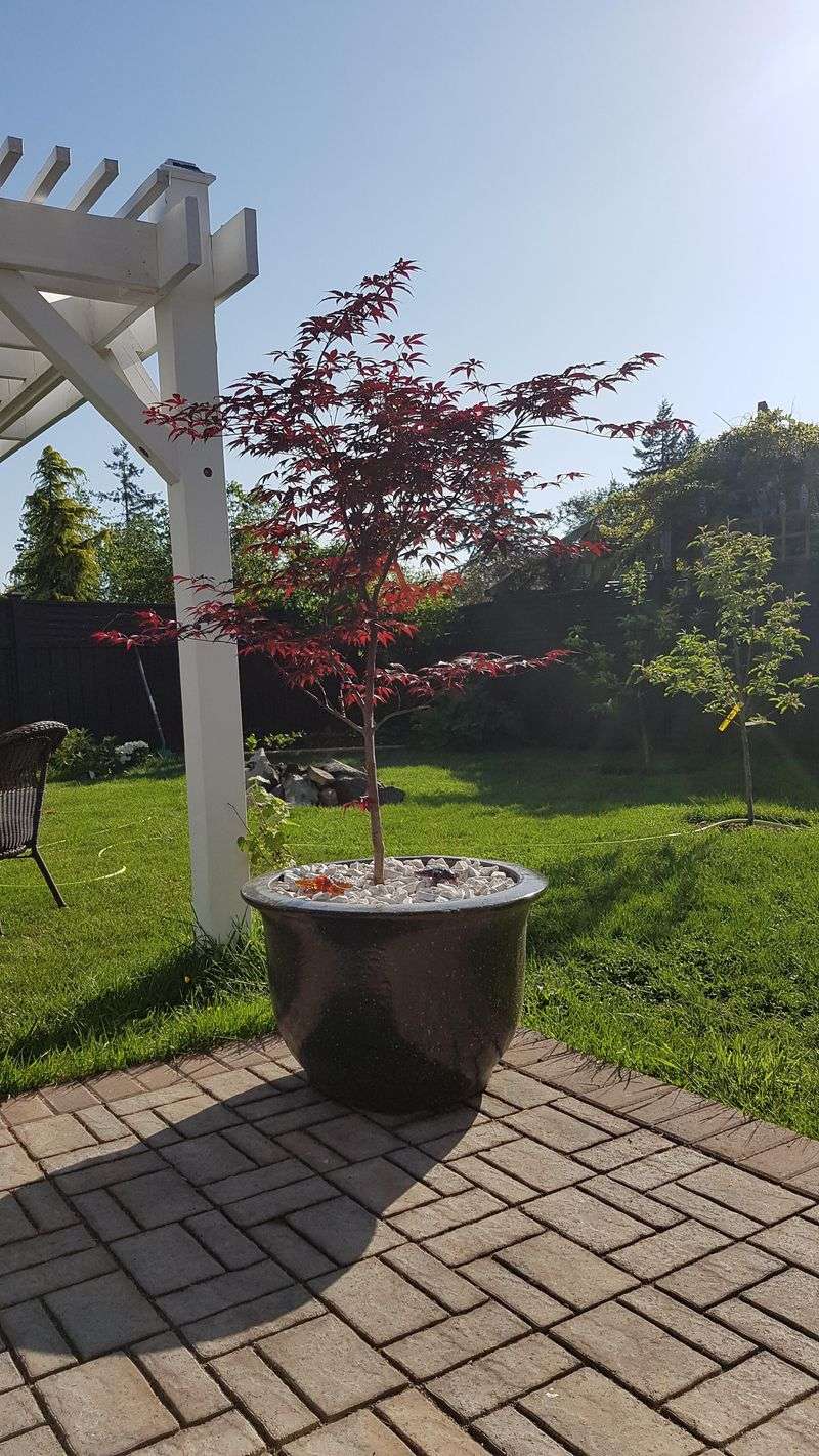 Japanese Maples Hate Baked Container Roots