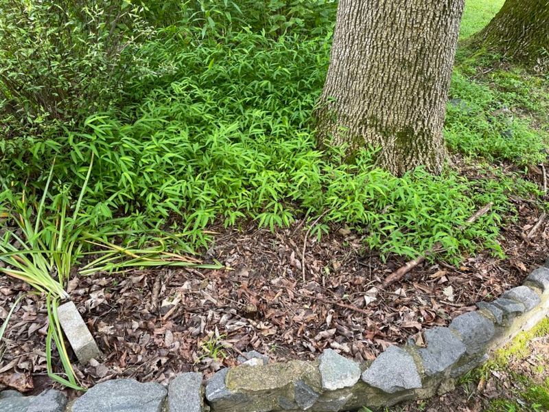 Japanese Stiltgrass Carpets Your Shade Beds