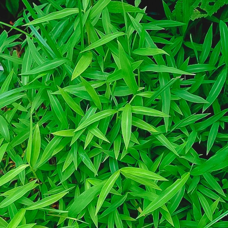 Japanese Stiltgrass Traces Its Roots To Imported Packing Material