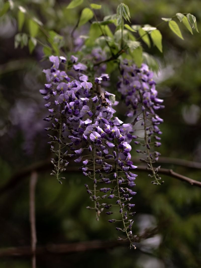 Japanese Wisteria