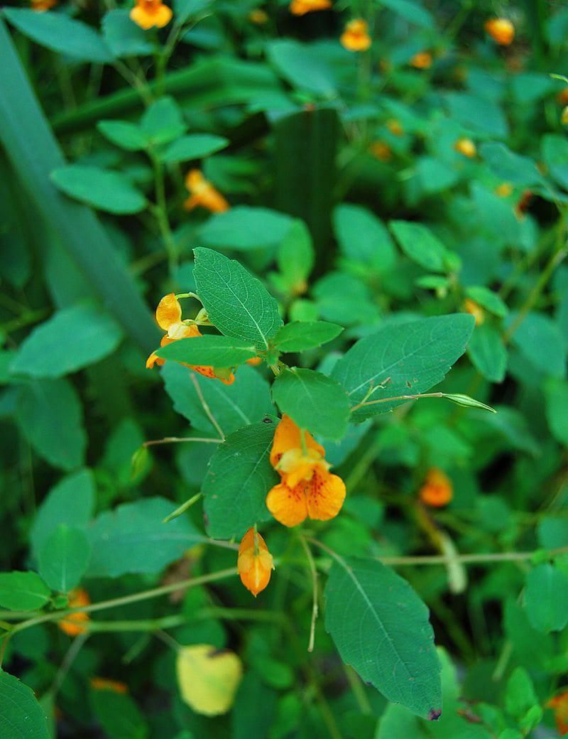 Jewelweed Works In Damp Corners Jewelweed Works In Damp Corners