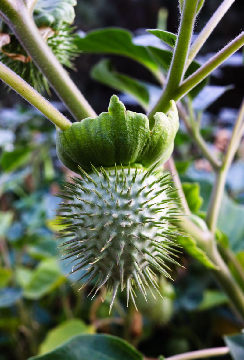 Jimsonweed Jimsonweed
