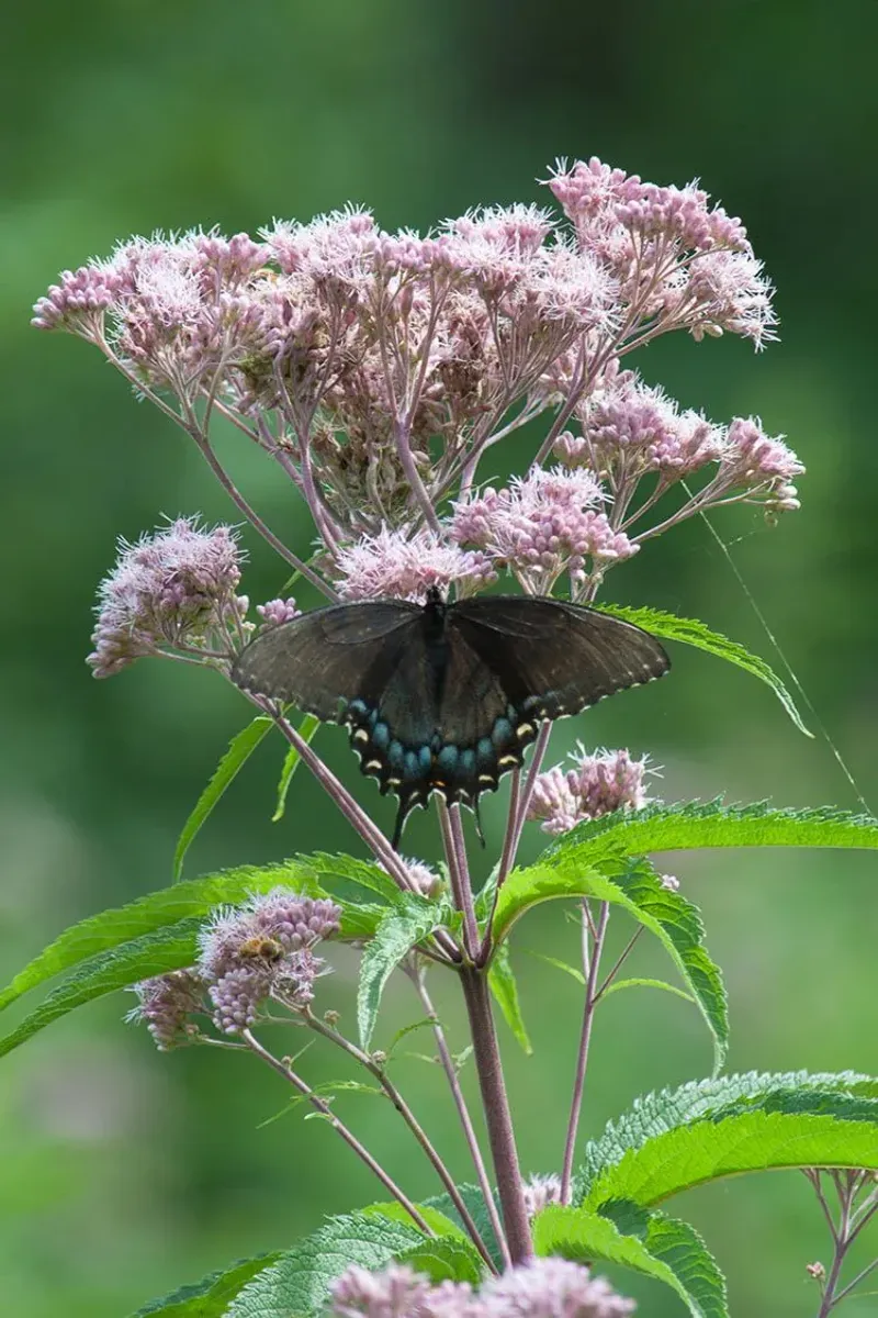 Joe Pye Weed Joe Pye Weed
