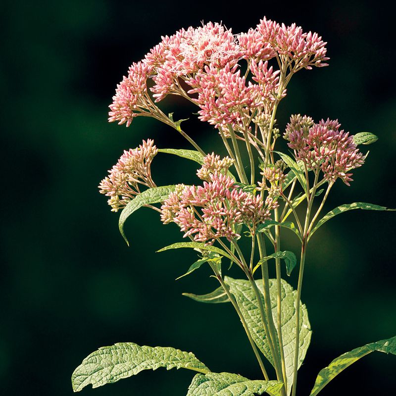 Joe Pye Weed Joe Pye Weed