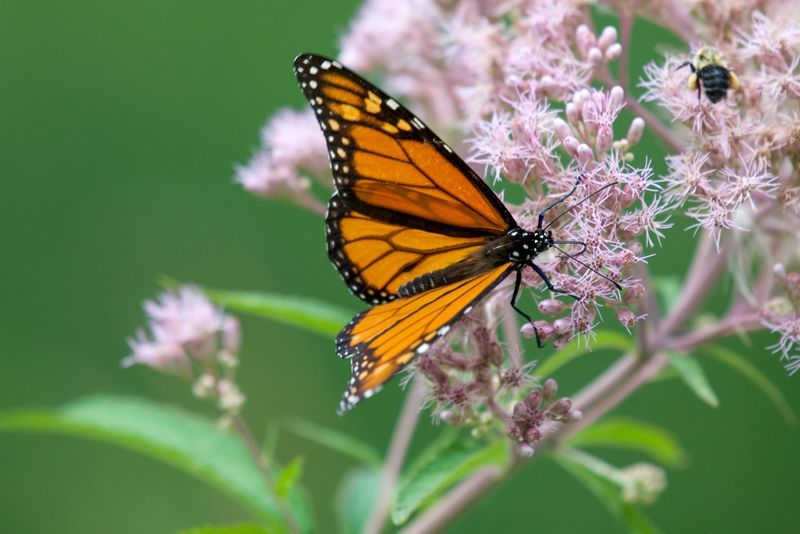 Joe Pye Weed Joe Pye Weed