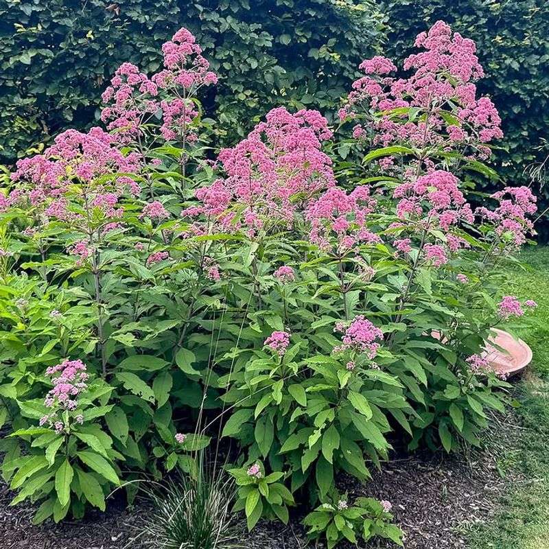 Joe Pye Weed 
