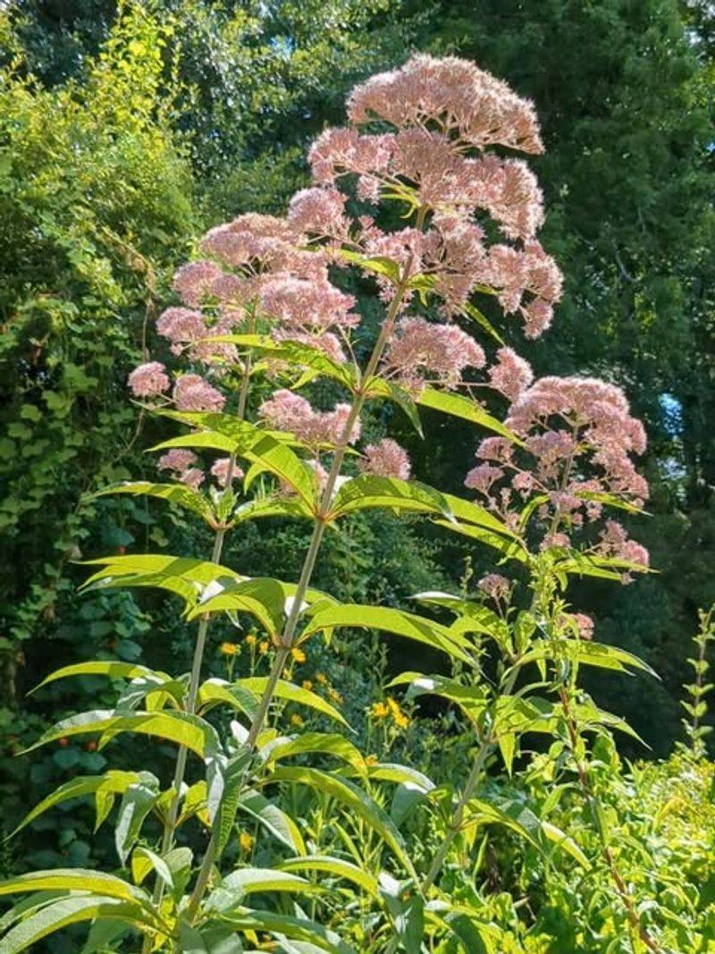 Joe-Pye Weed Joe-Pye Weed