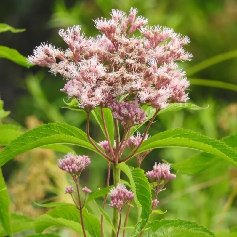 Joe Pye Weed Anchors The Wet Spot You Hate