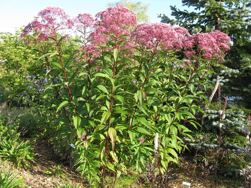 Joe-Pye Weed Brings Tall Native Color