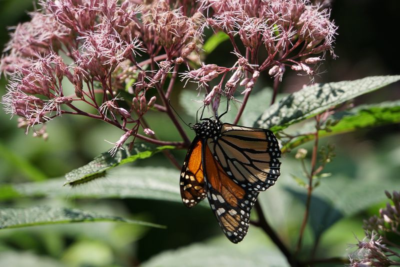 Joe Pye Weed Feeds Big Butterflies Joe Pye Weed Feeds Big Butterflies